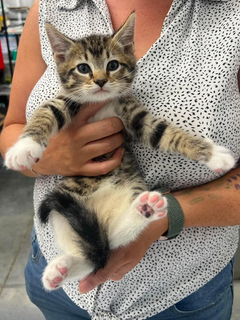 A young medium-sized male Tabby (Brown / Chocolate) Domestic Short Hair cat named Chase for adoption in Leitchfield, KY