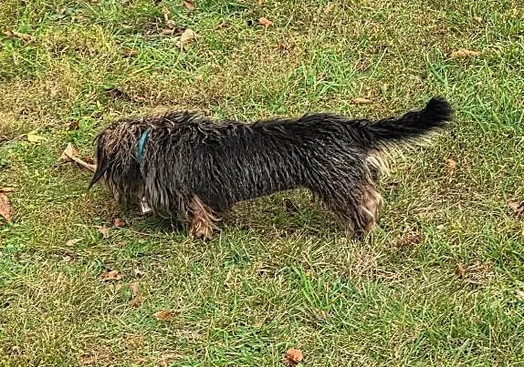 An adult small-sized female Brown / Chocolate Dachshund dog named Roxy in TN for adoption in Shelbyville, TN
