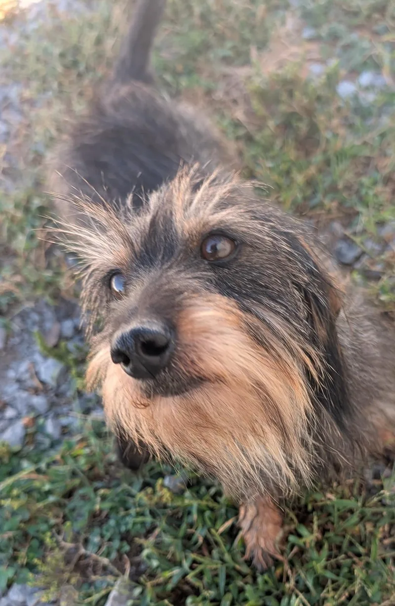 Roxy in TN thumbnail 2
