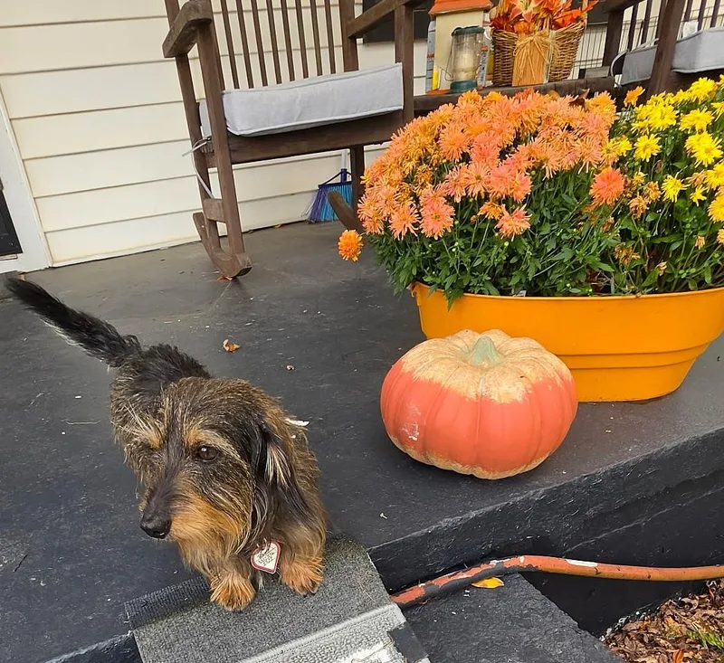 Roxy in TN thumbnail 5