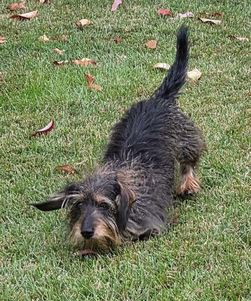Roxy in TN thumbnail 6