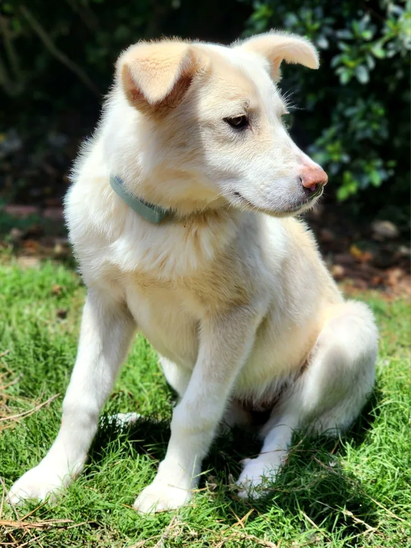 A baby medium-sized female White / Cream Great Pyrenees dog named Hunny for adoption in Manhasset, NY