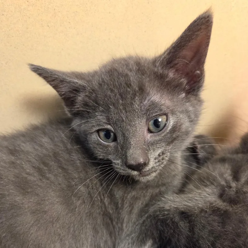 A baby small-sized female Gray / Blue / Silver Domestic Short Hair cat named Pebble for adoption in Beckley, WV