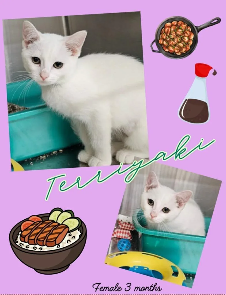 Terriyaki