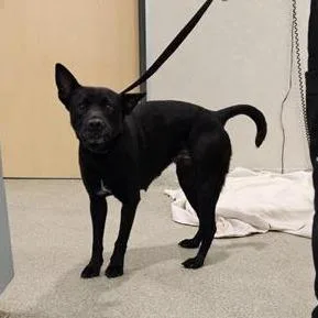 A young medium-sized female Black Mixed Breed dog named Pink Lady for adoption in Jacksonville, FL