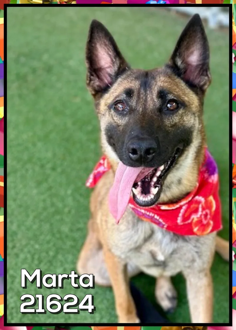 Marta thumbnail 5