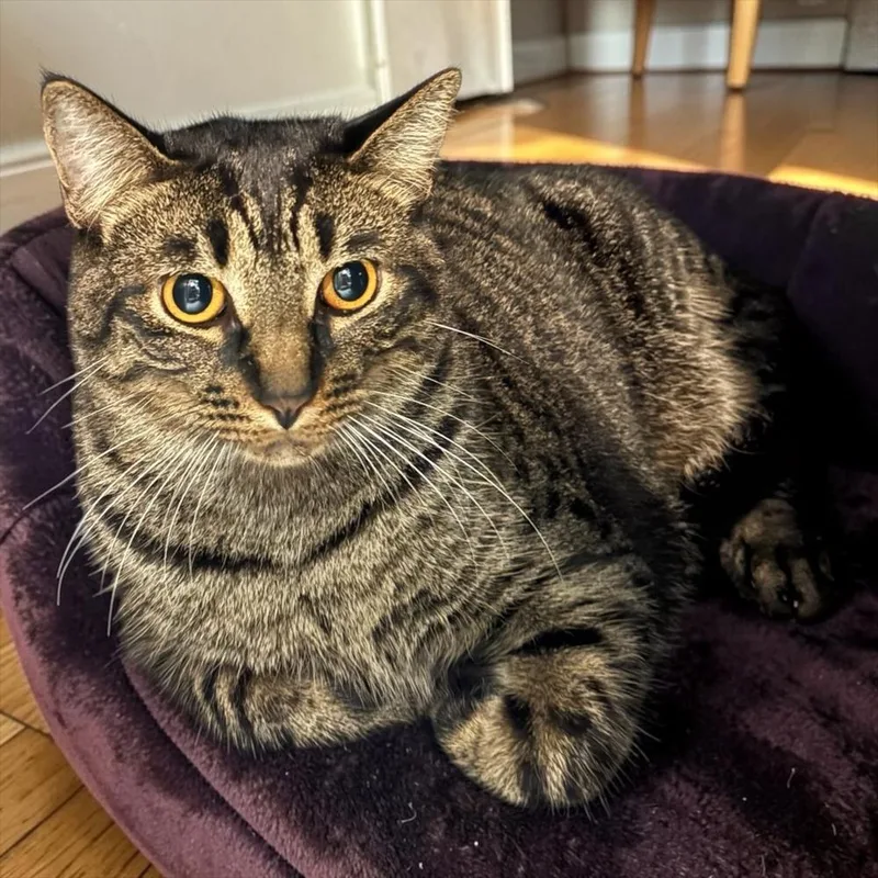 An adult large-sized male Brown / Chocolate Tabby cat named Bert The Chimney Sweep for adoption in Dallas, TX