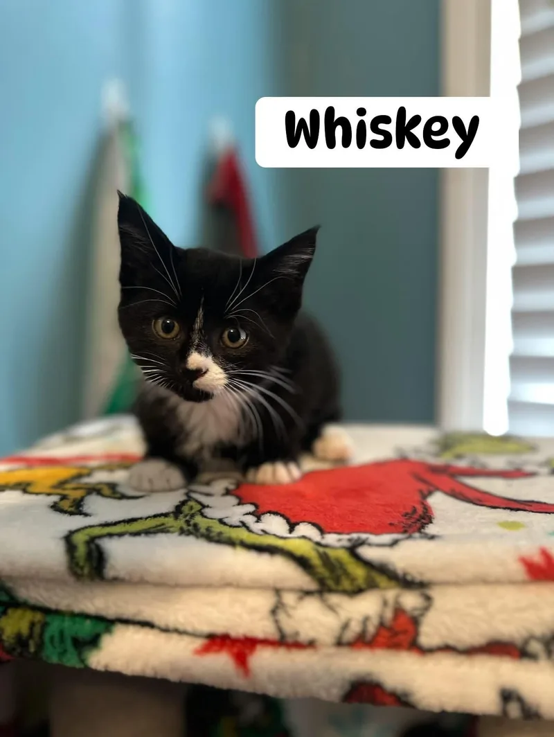A baby small-sized male Black & White / Tuxedo Domestic Short Hair cat named Whiskey for adoption in Clarksville, TN