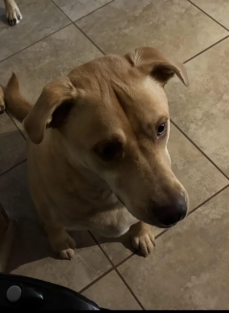 Butters