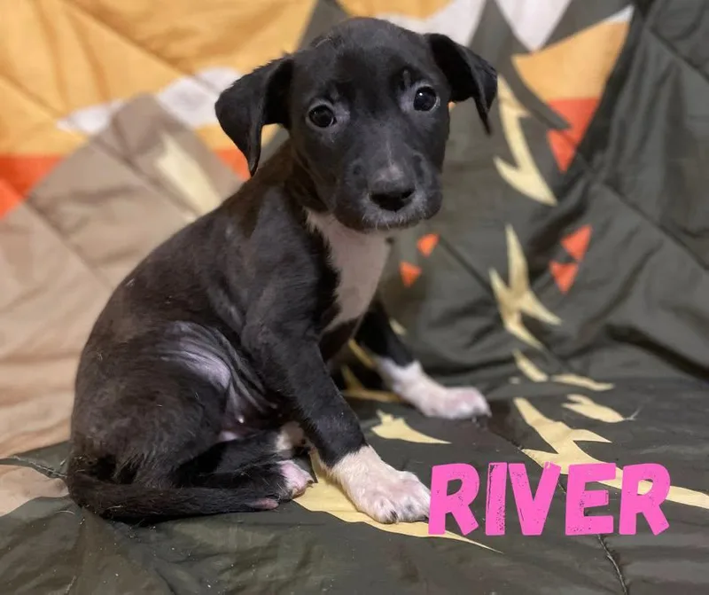 A baby medium-sized female Black Mixed Breed dog named River for adoption in Shalimar, FL
