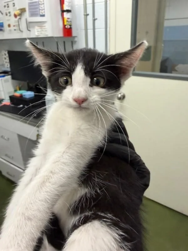 A baby small-sized female Black Domestic Short Hair cat named Pardon Me for adoption in Fruit Heights, UT