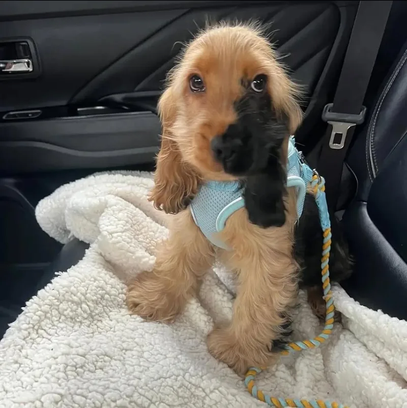 A young small-sized male Cocker Spaniel dog named Omen for adoption in Newmanstown, PA