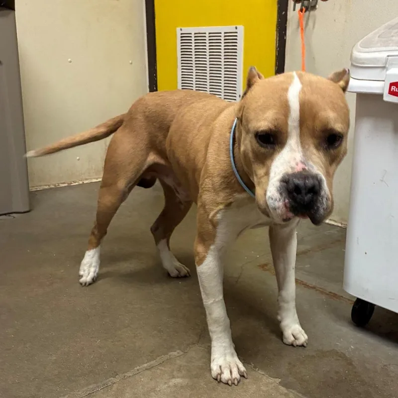 An adult medium-sized male Brown / Chocolate Pit Bull Terrier dog named Wilbur for adoption in Bryan, TX