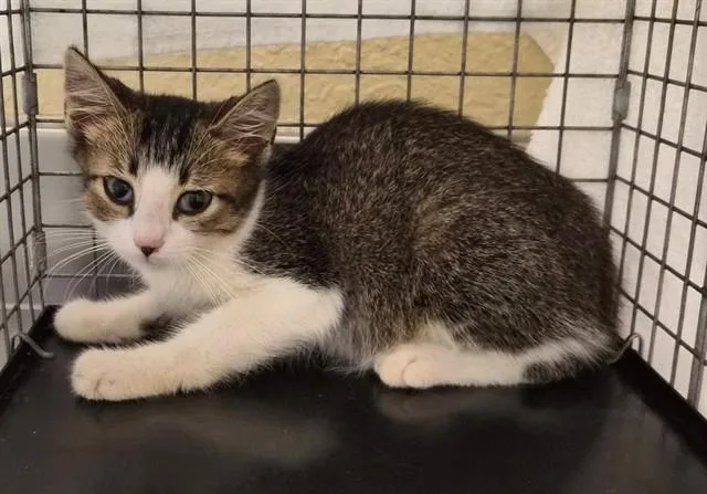 A baby small-sized male Domestic Short Hair cat named Carl Dean for adoption in Fort Myers, FL