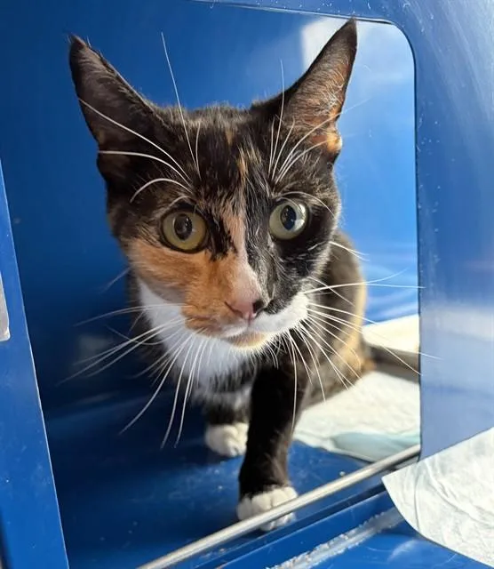 A young large-sized female Domestic Short Hair cat named Cinnamon for adoption in Westminster, MD