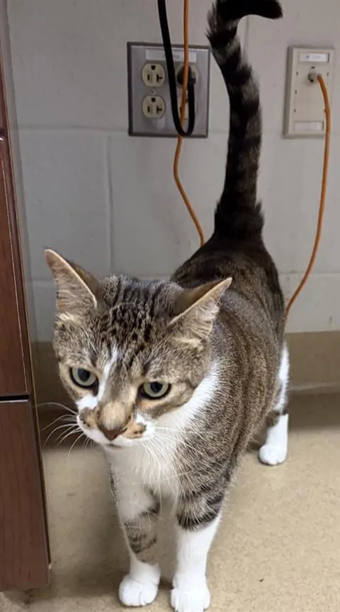 An adult medium-sized male Domestic Short Hair cat named Oscar for adoption in Derwood, MD