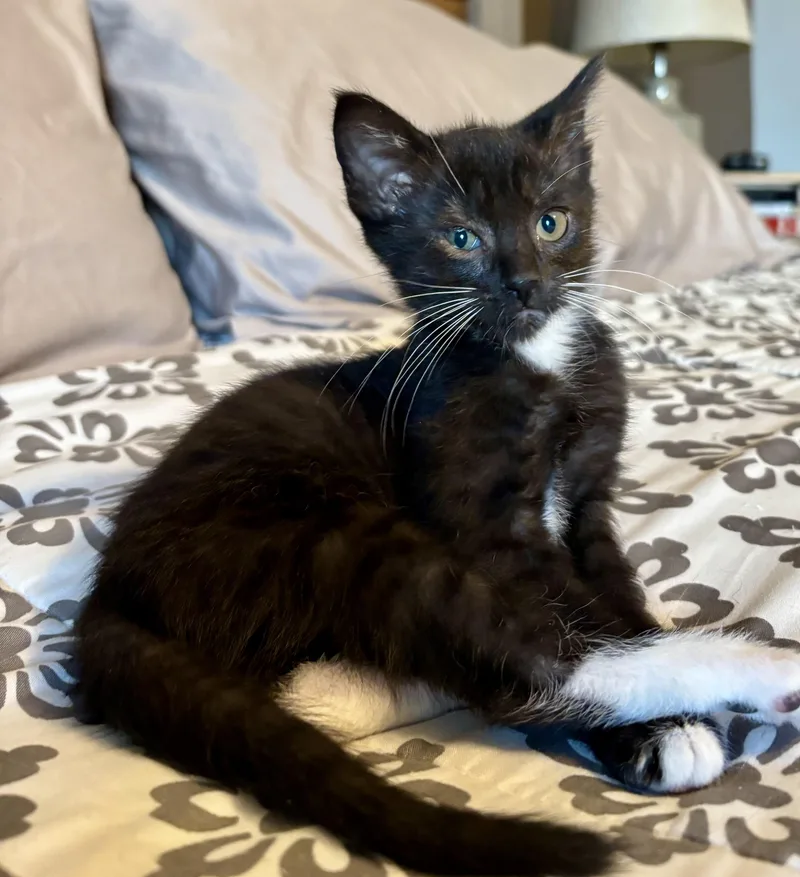 A baby small-sized female Domestic Short Hair cat named Bonnie for adoption in Knoxville, TN
