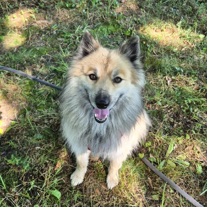An adult medium-sized male Yellow / Tan / Blond / Fawn Keeshond dog named Loki for adoption in Newark, NJ