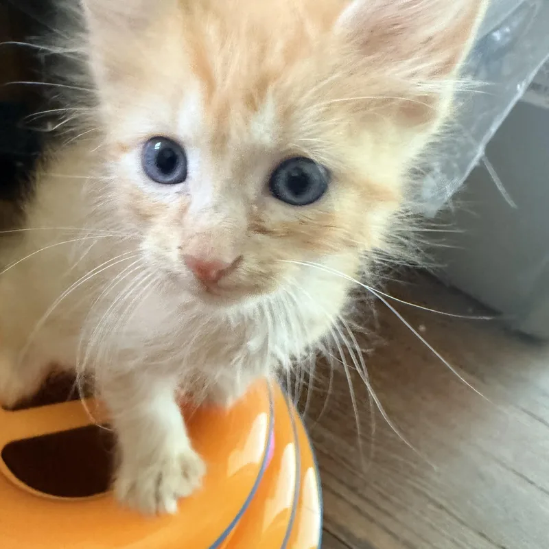 A baby large-sized male Cream / Ivory Tiger cat named Harry for adoption in White Lake, MI