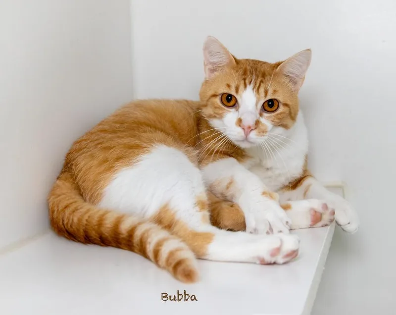 An adult large-sized male Domestic Short Hair cat named Bubba for adoption in Hot Springs Village, AR