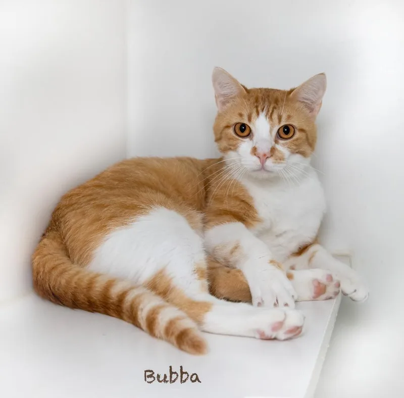 Bubba thumbnail 2