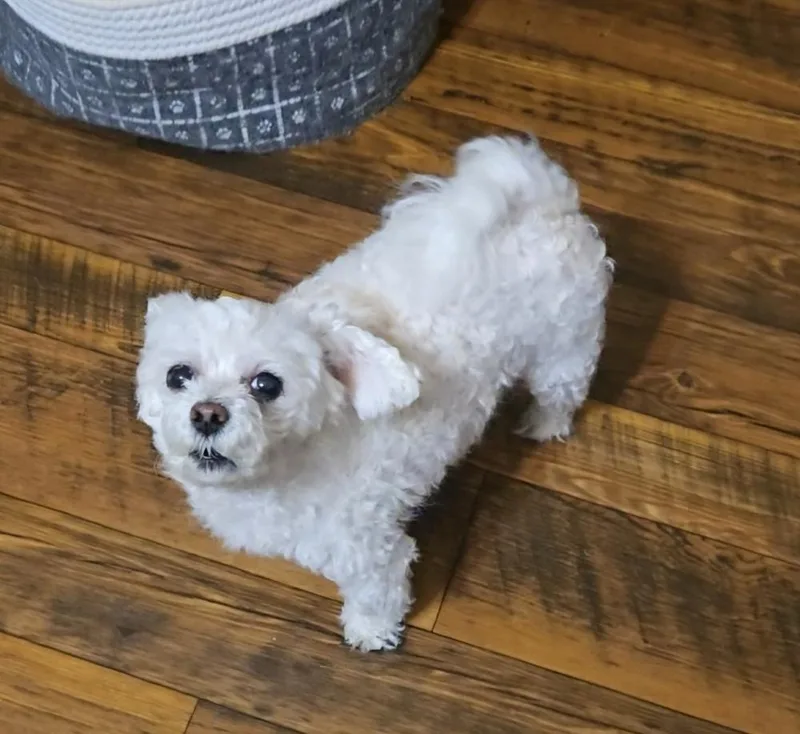 Lil Rascal
