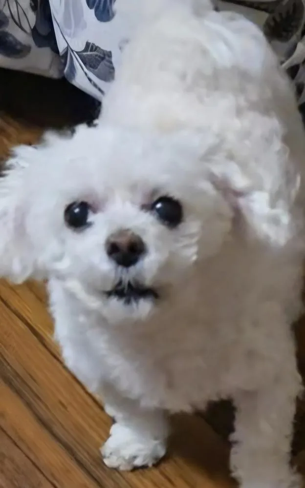 Lil Rascal thumbnail 2