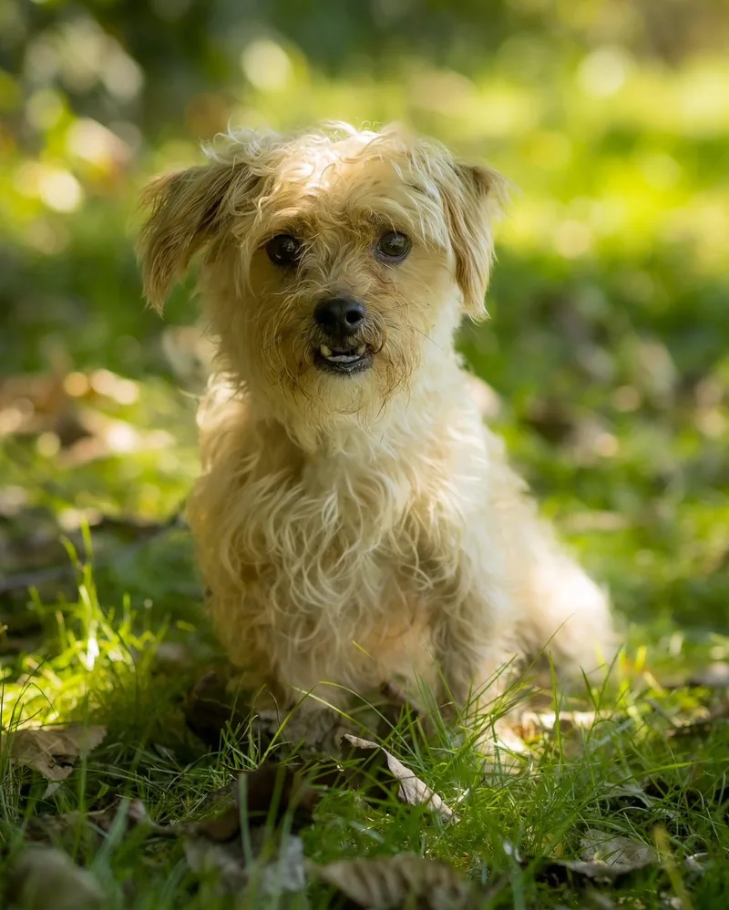 A young small-sized male White / Cream Maltipoo dog named Gawain for adoption in Bridgeport, CT