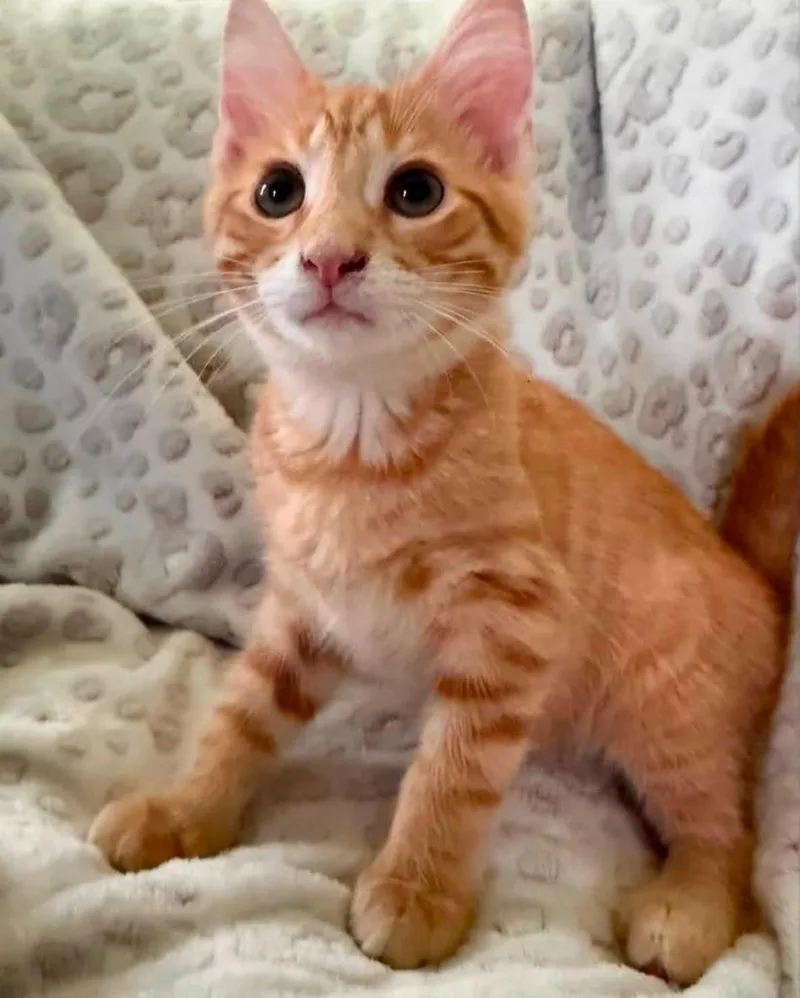 A baby medium-sized male Domestic Short Hair cat named Raphael for adoption in La Porte, IN