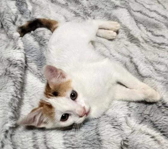 A baby small-sized female Domestic Short Hair cat named Pixie for adoption in Lafayette, LA