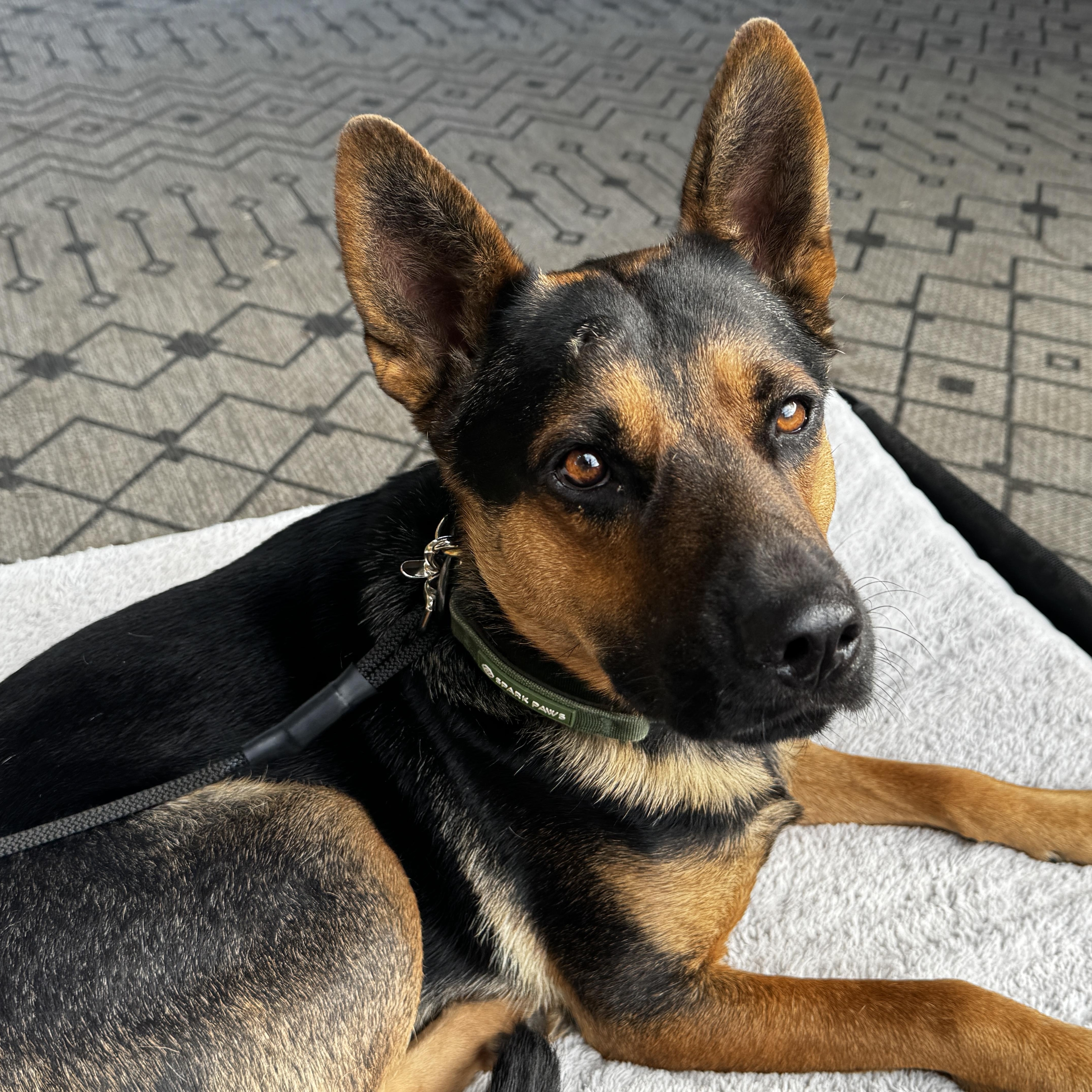 A young large-sized male Red / Chestnut / Orange German Shepherd Dog dog named Lincoln for adoption in Ferndale, WA