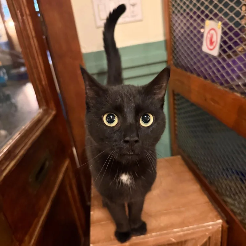 An adult medium-sized male Black Domestic Short Hair cat named Miles for adoption in Brooklyn, NY