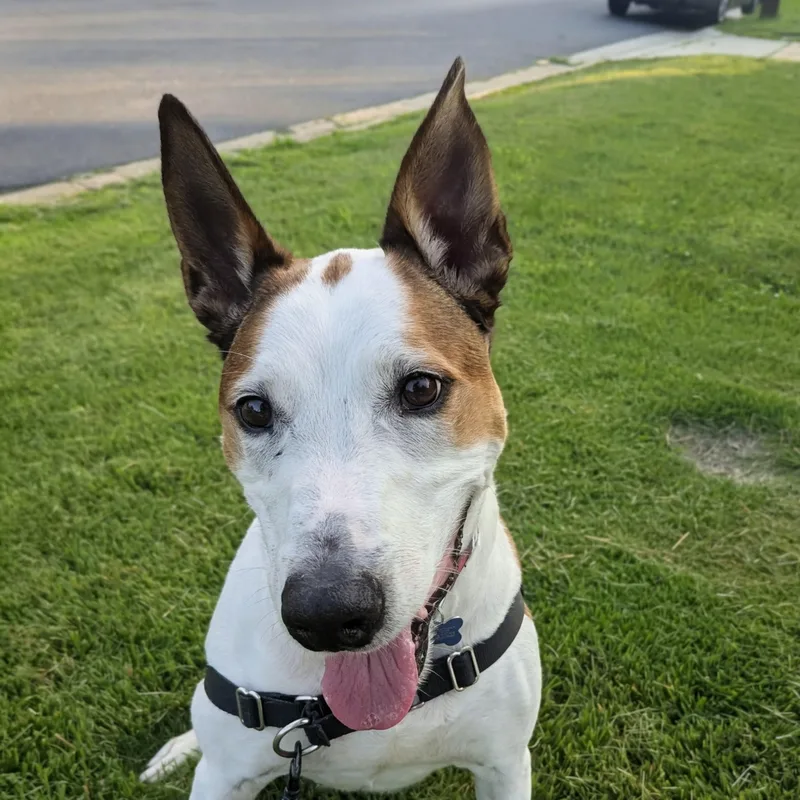 A senior medium-sized male White / Cream Cattle Dog dog named Acoyee for adoption in Potomac, MD