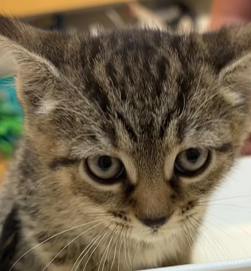 A baby small-sized female Domestic Short Hair cat named Robin for adoption in Elizabethton, TN