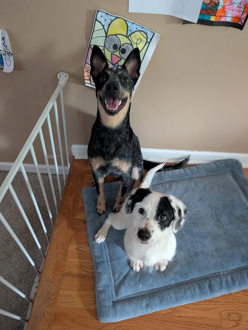 Nova