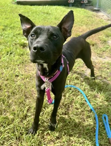 An adult large-sized male Mixed Breed dog named Jolly for adoption in Vero Beach, FL
