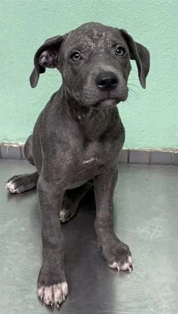 A baby small-sized female Pit Bull Terrier dog named Moe for adoption in Killeen, TX