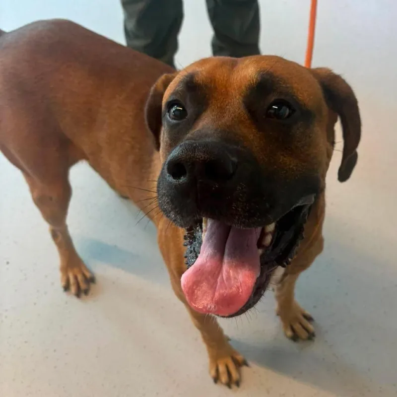 An adult large-sized male Brown / Chocolate Mixed Breed dog named Franklin SH for adoption in Huntington, WV