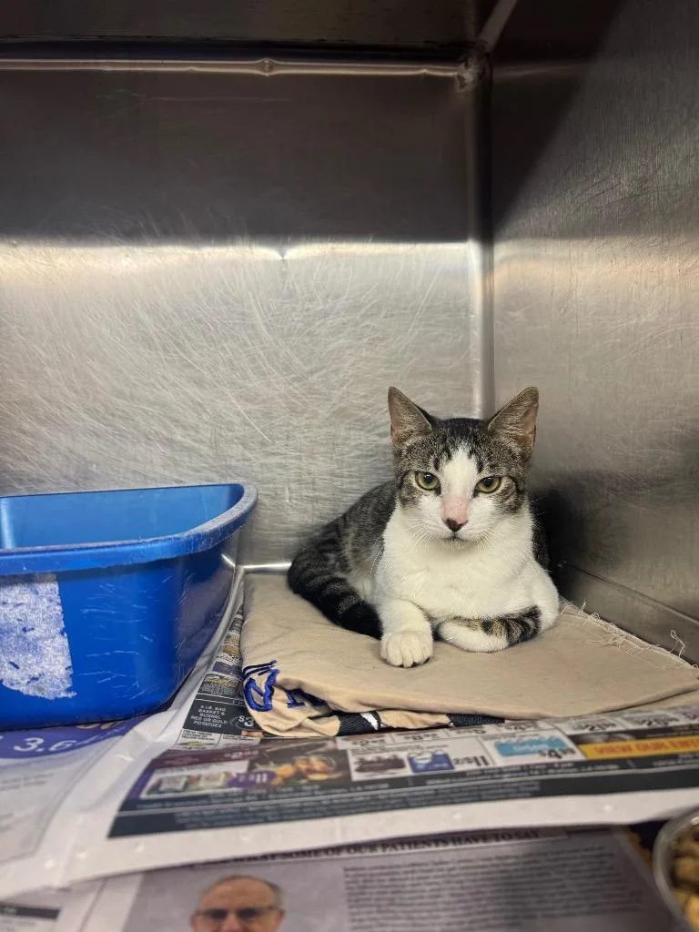 A baby medium-sized male Domestic Short Hair cat named Walsh for adoption in Sorrento, LA
