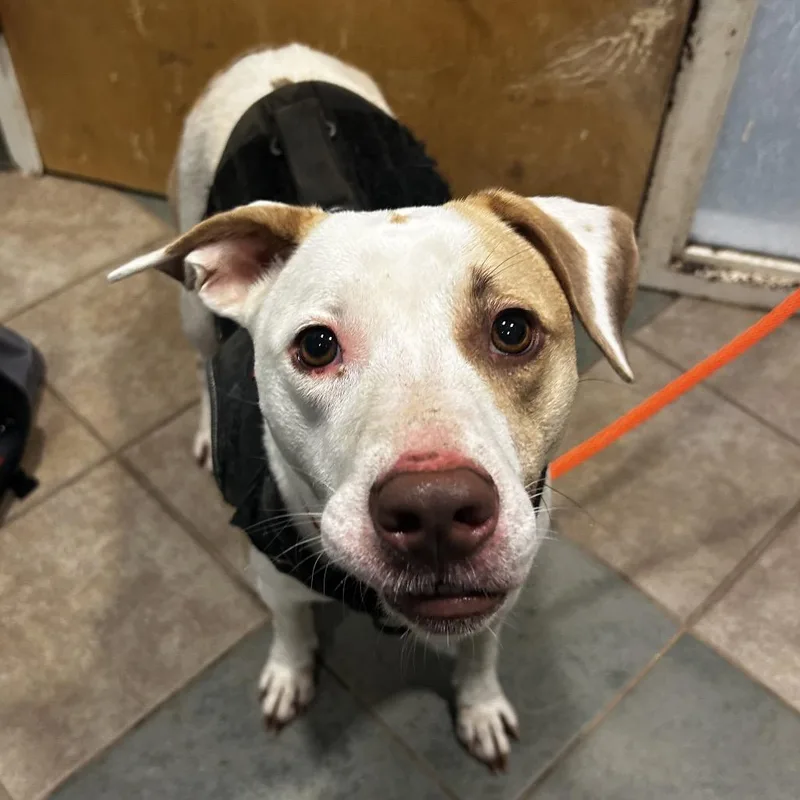 An adult medium-sized female Yellow / Tan / Blond / Fawn Mixed Breed dog named Dreamcicle for adoption in Chattanooga, TN