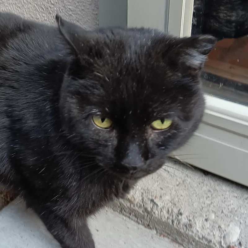 Long Legs [and Streak]