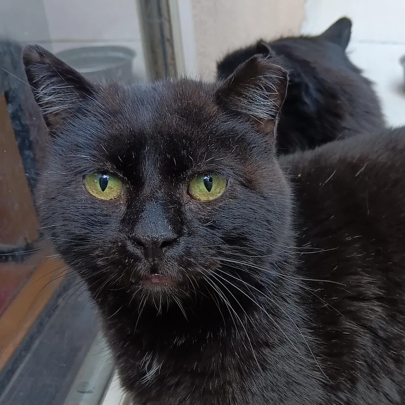 Long Legs [and Streak] thumbnail 2