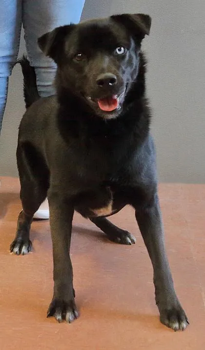 A young medium-sized male Black Labrador Retriever dog named Blue for adoption in Rapid City, SD