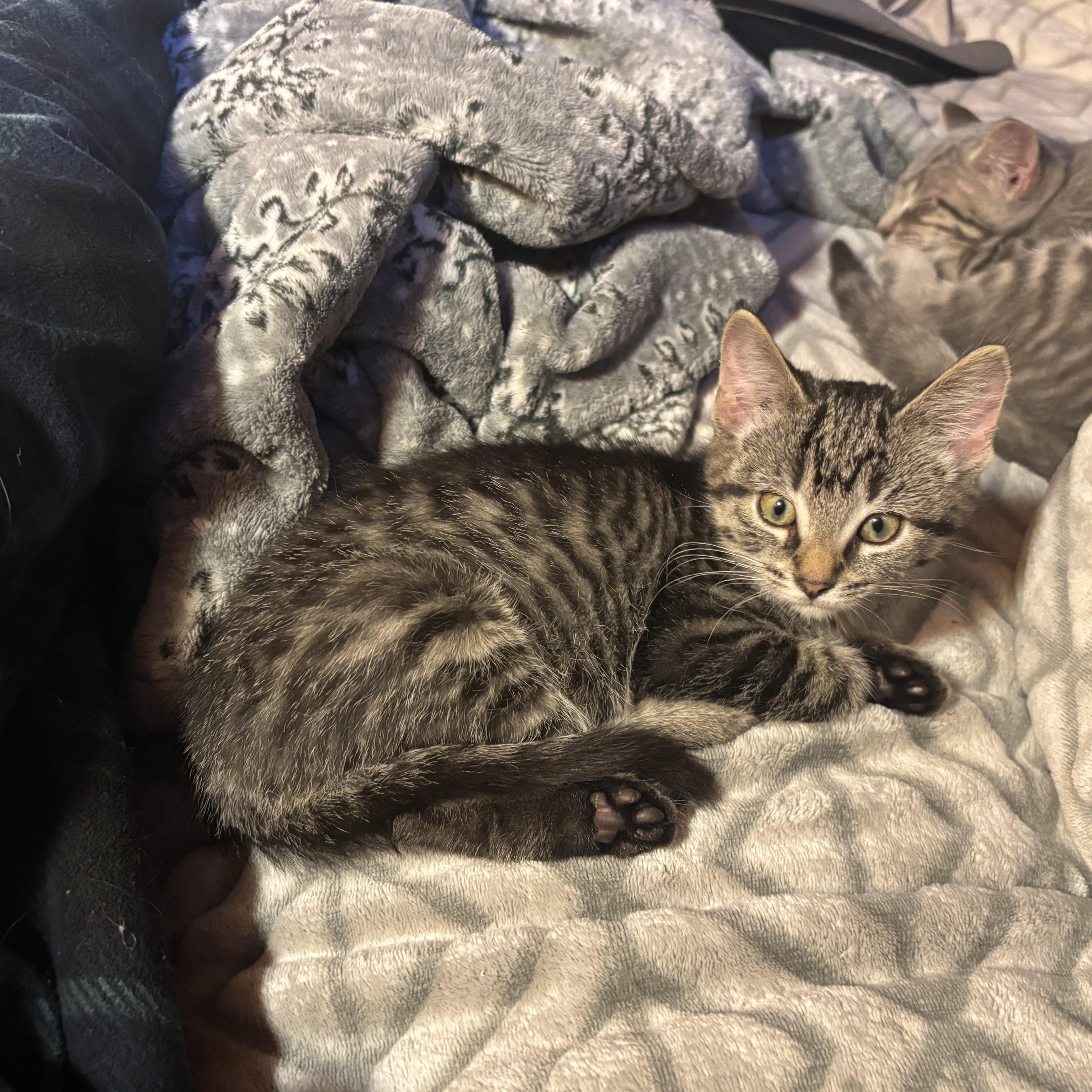 A baby medium-sized female Smoke Domestic Short Hair cat named Sierra for adoption in Valparaiso, IN