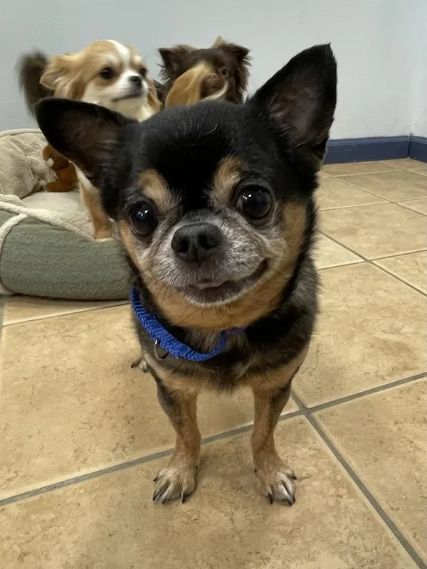An adult small-sized male Chihuahua dog named Cheddar for adoption in Oakland, NJ
