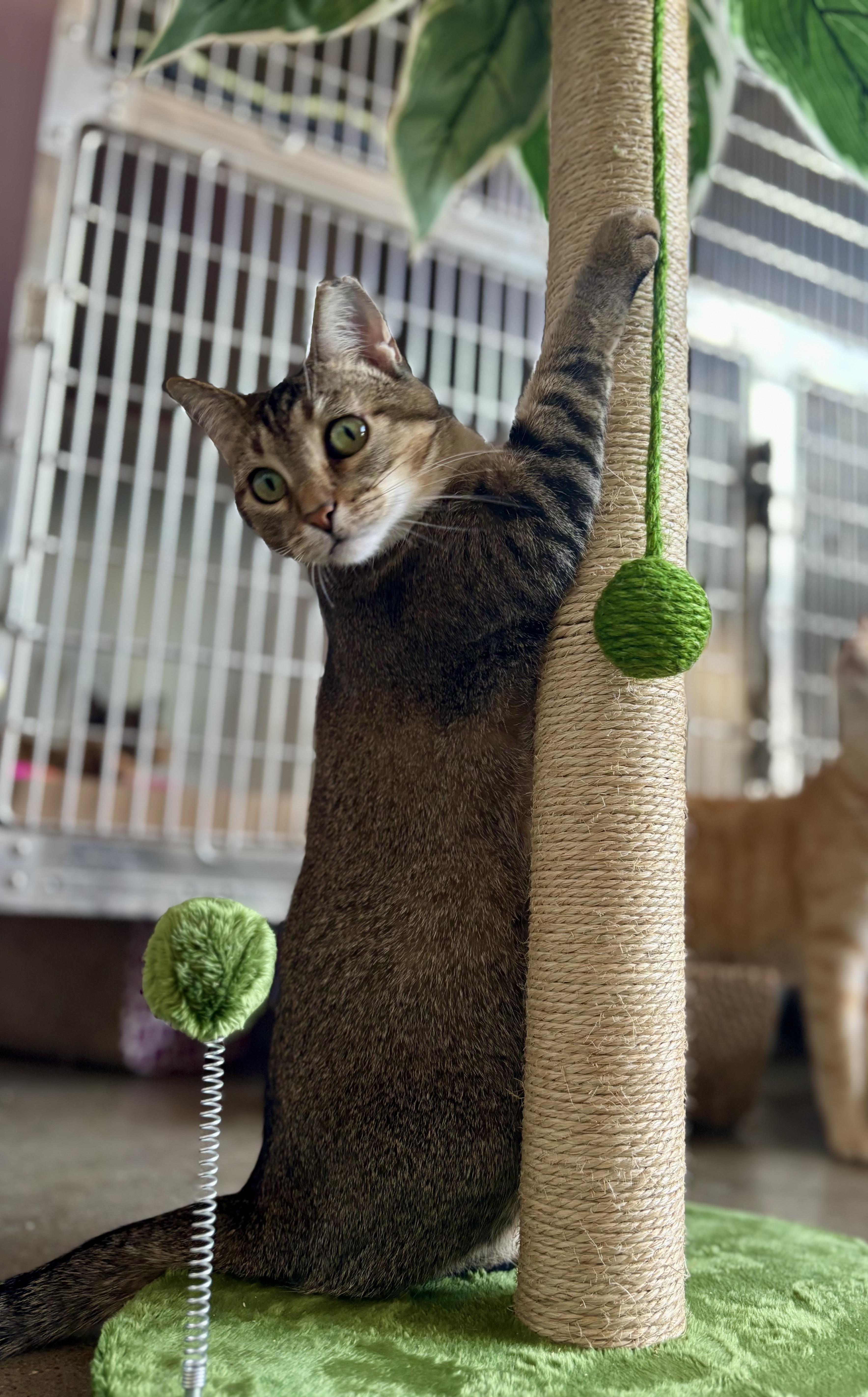 An adult medium-sized female Buff / Tan / Fawn Domestic Short Hair cat named Abby for adoption in Shenandoah, IA