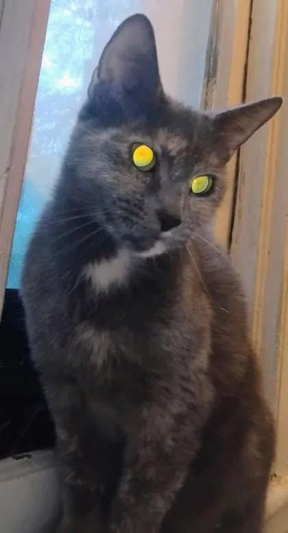 An adult medium-sized female Domestic Short Hair cat named Iggy for adoption in Fairhope, AL