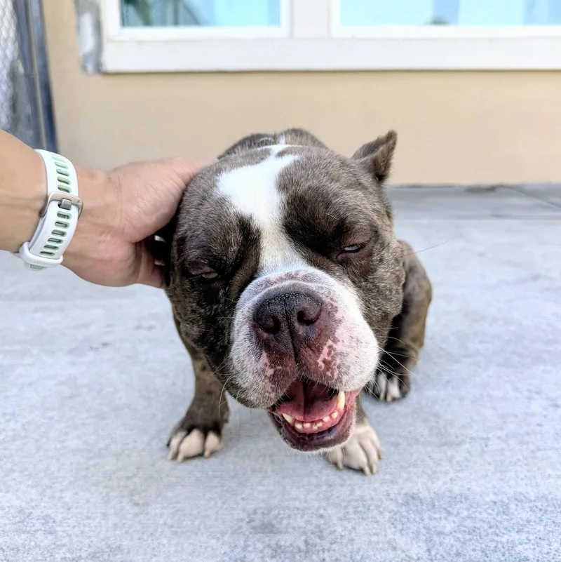 A young medium-sized female Mixed Breed dog named Pearl for adoption in Oakland, CA