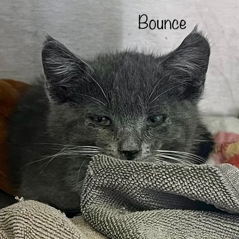 A baby small-sized male Gray / Blue / Silver Domestic Medium Hair cat named Bounce for adoption in Madisonville, TN