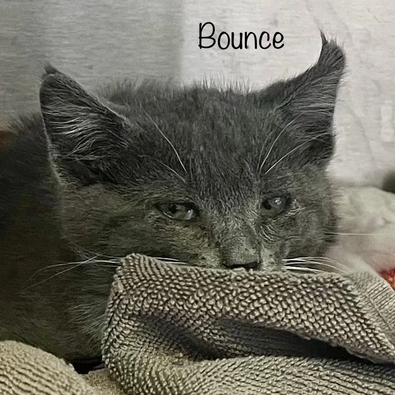 Bounce thumbnail 3